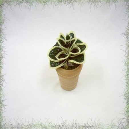 Sanseveria di perline