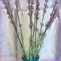 Lavanda